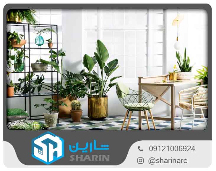 چیدن گل های آپارتمانی 